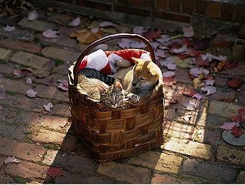 《数码宝贝：绝境求生》全新预告和截图 7月28日发售